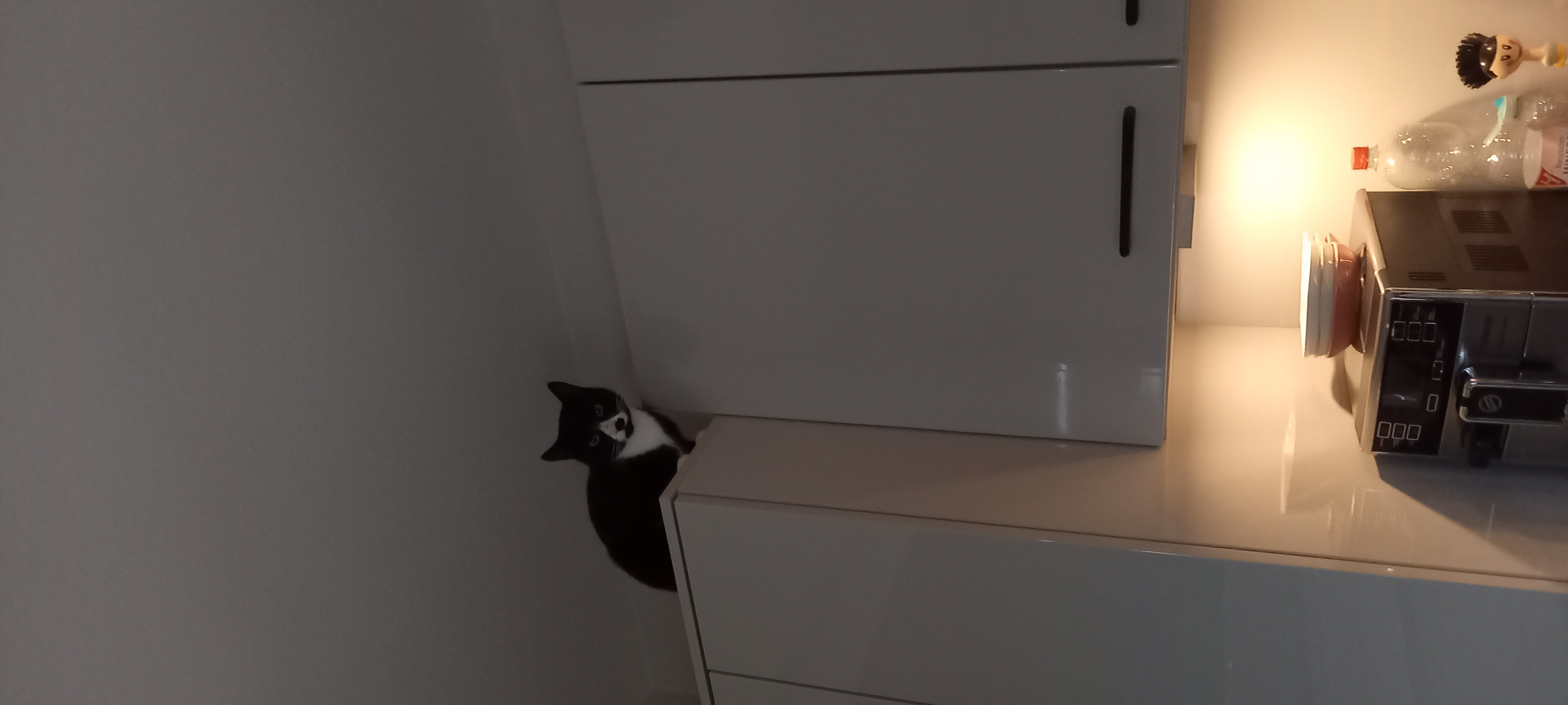 Socke und June_20251219_063910.jpg